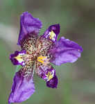 Propeller flower